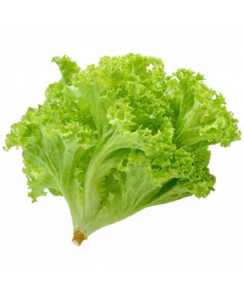 GREEN CORAL LETTUCE (进口生菜) - 200.00g