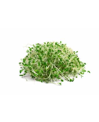 ALFAFA SPROUT (苜蓿芽)