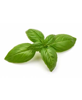 BASIL HERBS (ITALY) (意大利九层塔 (金不换)) - 50.00g