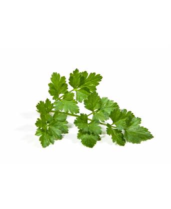 HERB ITALIAN PARSLEY (50G/PKT) (意大利芫荽) - 50.00g