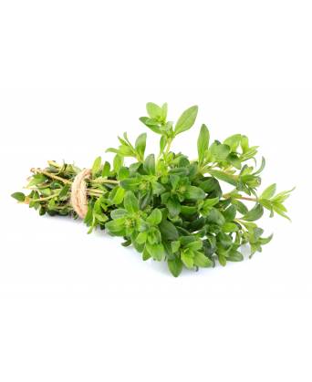 HERB THYME (百里香)