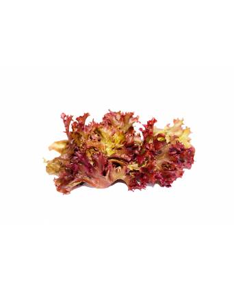 RED CORAL LETTUCE (红边珊瑚生菜) - 200.00g