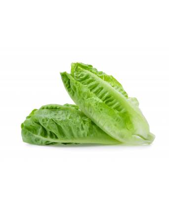 BABY ROMAINE LETTUCE (小罗马生菜 / 小香麦) - 250.00g
