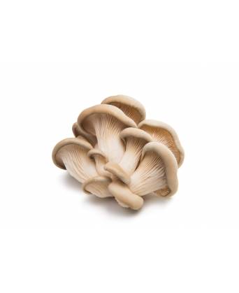 ERYNGII MUSHROOM (鸡丝菇/蚝菇 ) - 200.00g