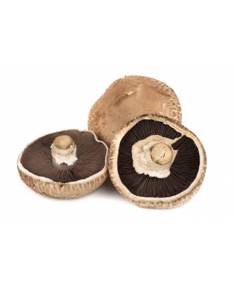 PORTOBELLO MUSHROOM (大饼菇) - 500.00g