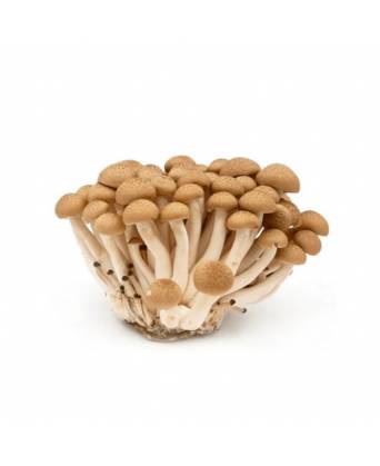 MUSHROOM SHIMEIJI BROWN (蟹味菇) - 150.00g