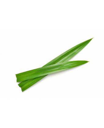 PANDAN LEAF (BIG) (班兰叶(大))